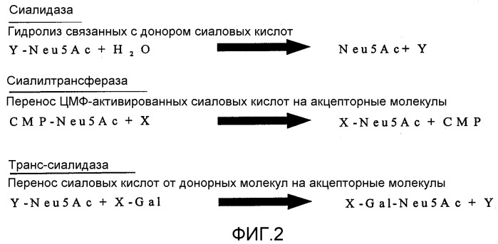 Транссиалидазы из trypanosoma congolense (патент 2393222)