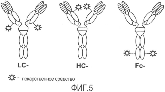 Антитела против tenb2, сконструированные с цистеином, и конъюгаты антитело - лекарственное средство (патент 2505544)