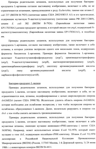 Способ конструирования оперонов, содержащих трансляционно сопряженные гены (патент 2411292)