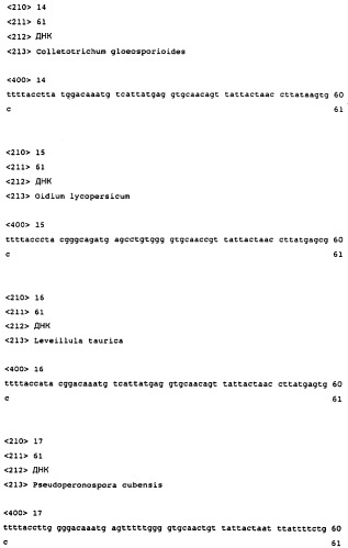 Диагностические способы обнаружения мутации цихрома b в грибах (патент 2244750)