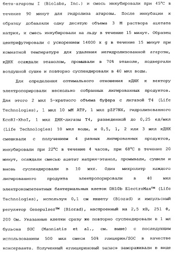 Новый лиганд рецептора цитокина zcytor17 (патент 2360923)