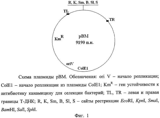 Рекомбинантная плазмида pbm и способ получения с ее использованием безмаркерных трансгенных растений, синтезирующих целевые продукты (патент 2410433)