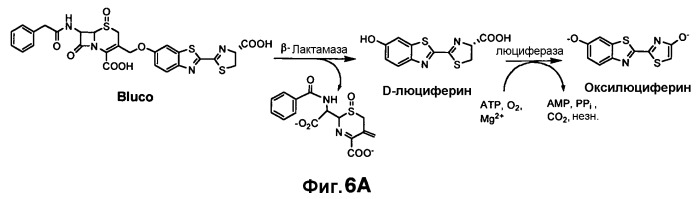 Применение бактериальной бета-лактамазы для диагностики in vitro и визуализации, диагностики и лечения in vivo (патент 2520661)