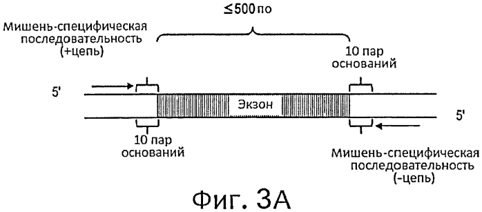 Прямой захват, амплификация и секвенирование днк-мишени с использованием иммобилизированных праймеров (патент 2565550)