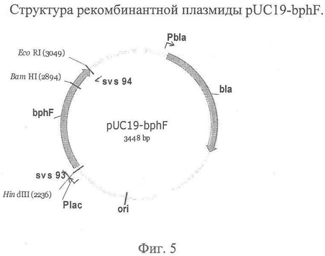 Способ производства 4-гидрокси-l-изолейцина или его соли (патент 2355767)