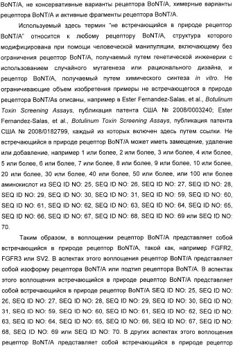 Иммунологические анализы активности ботулинического токсина серотипа а (патент 2491293)