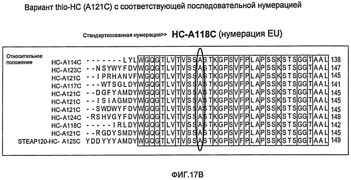 Антитела и иммуноконъюгаты и их применение (патент 2483080)