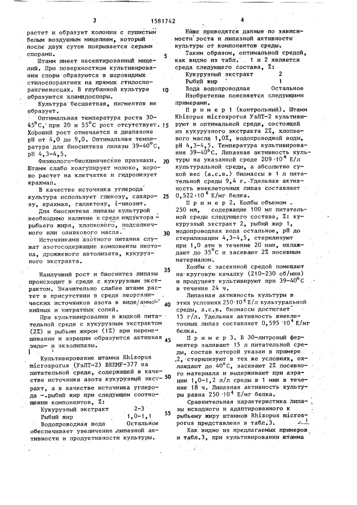 Штамм гриба rнizорus мiсrоsроrus-продуцент липазы (патент 1581742)