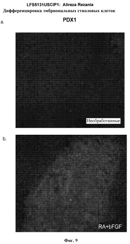 Дифференцировка эмбриональных стволовых клеток человека (патент 2465323)