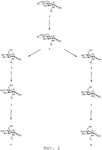 Функционализированные бета 1,6 глюкозамин-дисахариды и способ их получения (патент 2481352)
