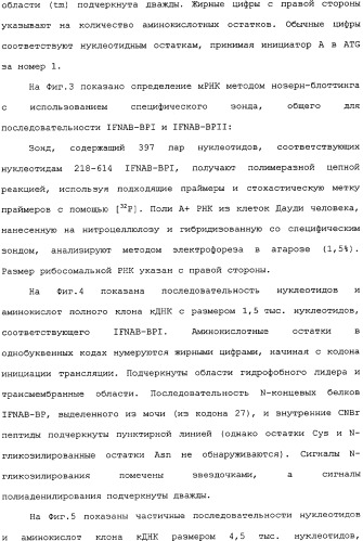 Белок ifnab-bpi, его предшественник, молекула днк, экспрессирующий вектор, способ продуцирования, фармацевтическая композиция для ингибирования активности ifn-  или ifn-  (патент 2336279)