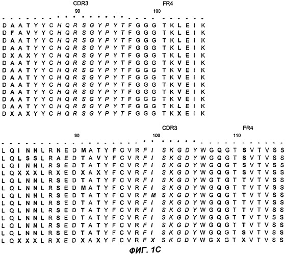 Рекомбинантное опухолеспецифичное антитело (варианты) и его применение (патент 2306320)