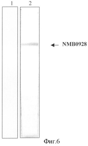 Белок nmb0928 и его применение в фармацевтических композициях (патент 2335505)
