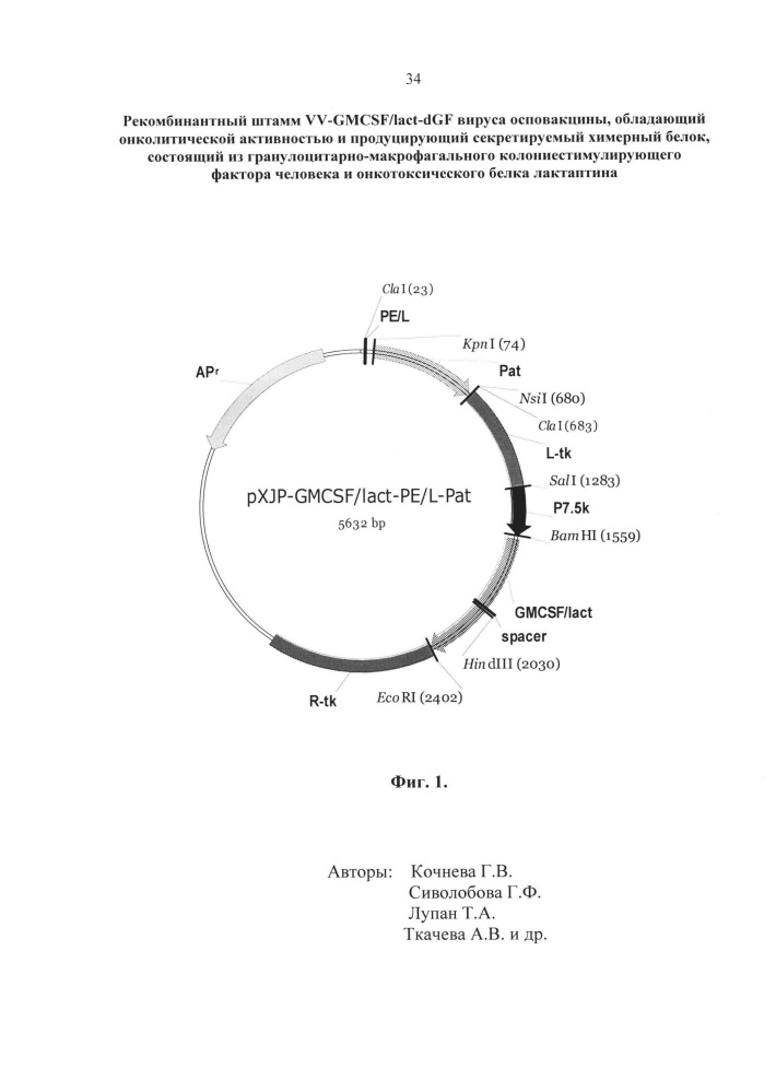 Рекомбинантный штамм vv-gmcsf/lact-dgf вируса осповакцины, обладающий онколитической активностью и продуцирующий секретируемый химерный белок, состоящий из гранулоцитарно-макрофагального колониестимулирующего фактора человека и онкотоксического белка лактаптина (патент 2630672)