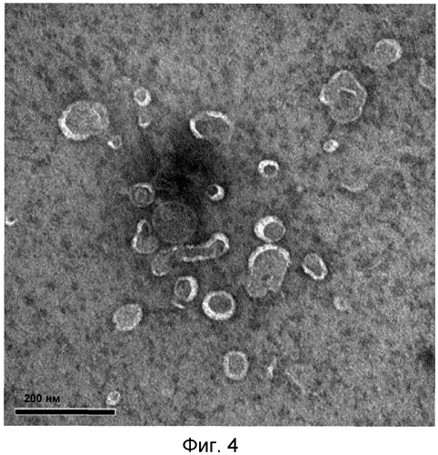 Микровезикулы, происходящие из протопластов клеток, и их применение (патент 2570636)