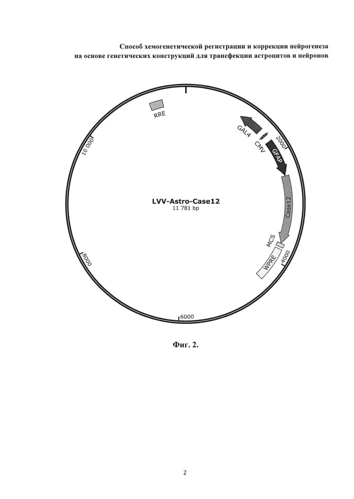 Способ хемогенетической регистрации и коррекции нейрогенеза на основе генетических конструкций для трансфекции астроцитов и нейронов (патент 2630654)