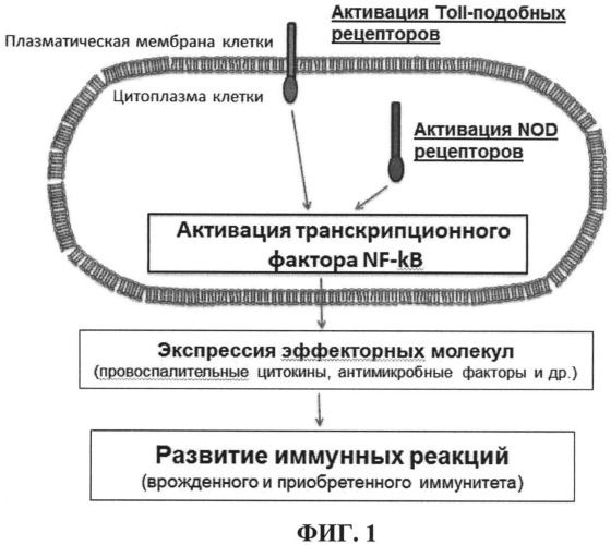 Фармацевтическая композиция на основе лигандов паттерн-распознающих рецепторов, способ ее использования в качестве иммуностимулятора для лечения инфекций, вызванных бактериальными и вирусными патогенами, способ ее использования в качестве адъюванта в составе вакцин (патент 2497541)