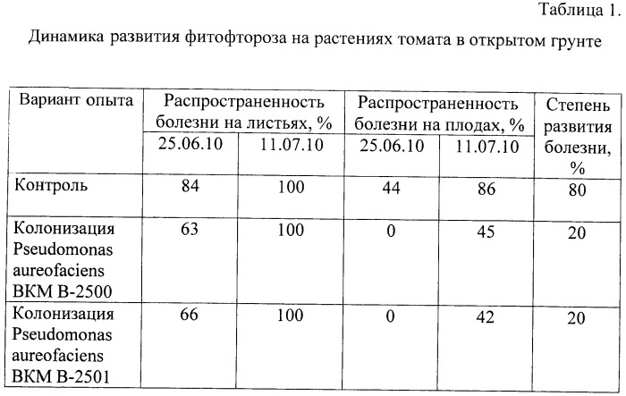 Способ получения растительно-микробных ассоциаций для фиторемедиации на основе микроразмножаемых растений и плазмидосодержащих ризосферных бактерий (патент 2443771)