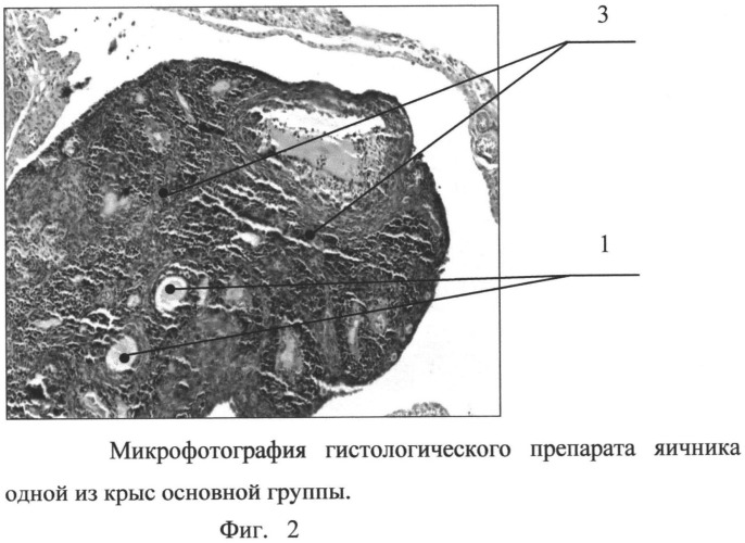 Способ моделирования синдрома хронической ановуляции (патент 2527166)