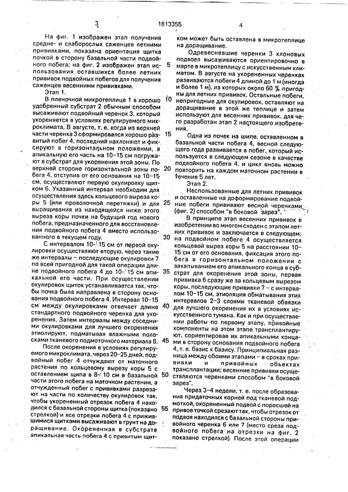 Способ получения саженцев плодовых культур (патент 1813355)