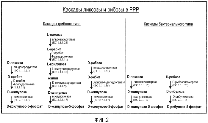 Микроорганизм, экспрессирующий ксилозоизомеразу (патент 2553537)