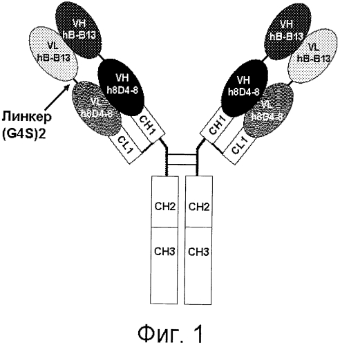 Антитела, связывающие il-4 и/или il-13, и их применение (патент 2580049)