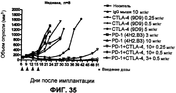 Моноклональные антитела человека к белку программируемой смерти 1 (pd-1) и способы лечения рака с использованием анти-pd-1-антител самостоятельно или в комбинации с другими иммунотерапевтическими средствами (патент 2406760)