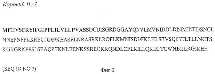 Слитые белки il-7 (патент 2369616)