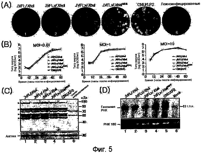 Новая полноразмерная геномная phk вируса японского энцефалита, полученная из нее инфекционная кднк jev и их применение (патент 2307872)
