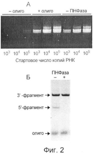 Способ повышения специфичности обратной транскрипции (патент 2459872)