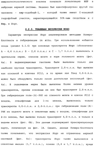 Поликлональное антитело против nogo, фармацевтическая композиция и применение антитела для изготовления лекарственного средства (патент 2432364)