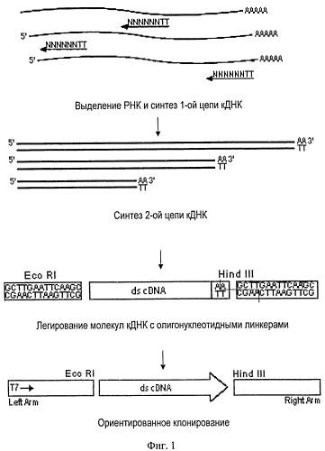 Способ получения пептидов, специфично распознающих определенные типы клеток и предназначенных для терапевтических целей (патент 2528739)