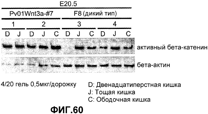 Желудочно-кишечный пролиферативный фактор и его применения (патент 2343158)