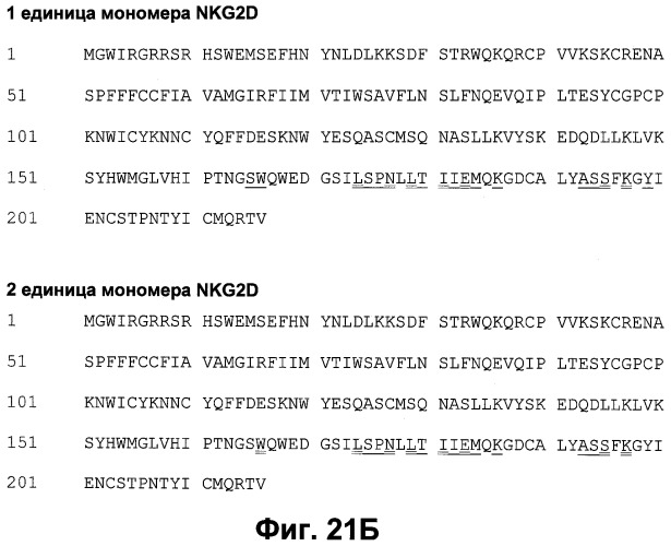 Антитела к человеческому nkg2d и их применения (патент 2563343)