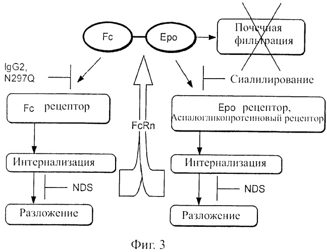 Fc-эритропоэтин слитый белок с улучшенной фармакокинетикой (патент 2370276)