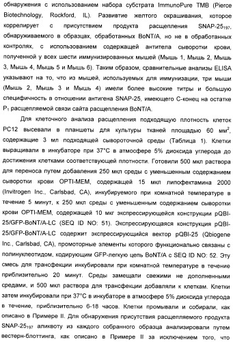 Иммунологические анализы активности ботулинического токсина серотипа а (патент 2491293)