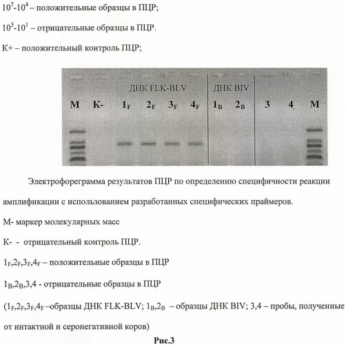 Способ диагностики лейкоза крупного рогатого скота методом полимеразной цепной реакции (патент 2445370)