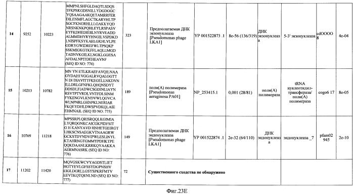 Бактериофаг, обладающий активностью против pseudomonas aeruginosa, белки бактериофага и способы их применения (патент 2580248)