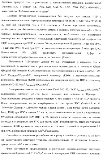 Бактерия - продуцент 1-бутанола и способ получения 1-бутанола (патент 2431672)
