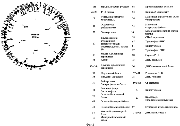 Бактериофаг, обладающий активностью против pseudomonas aeruginosa, белки бактериофага и способы их применения (патент 2580248)
