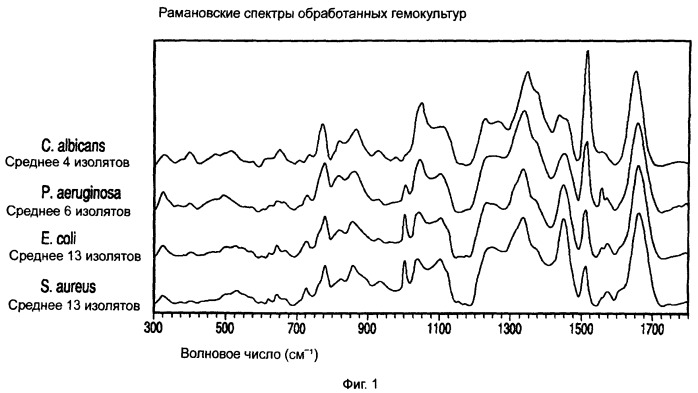 Способ идентификации микроорганизмов из тестируемого образца гемокультуры (патент 2541775)