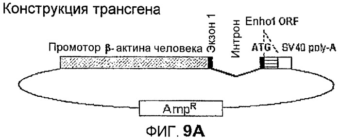 Новый пептид, участвующий в энергетическом гомеостазе (патент 2409590)