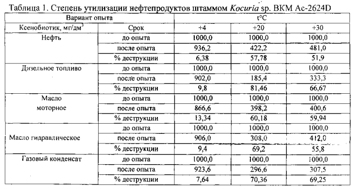 Штамм бактерий kocuria sp. - деструктор нефти и нефтепродуктов (патент 2560279)