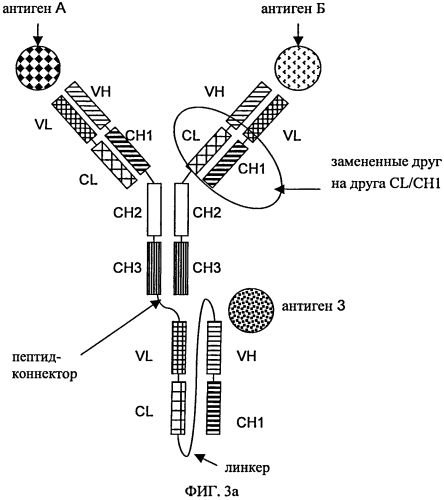 Три- или тетраспецифические антитела (патент 2570633)