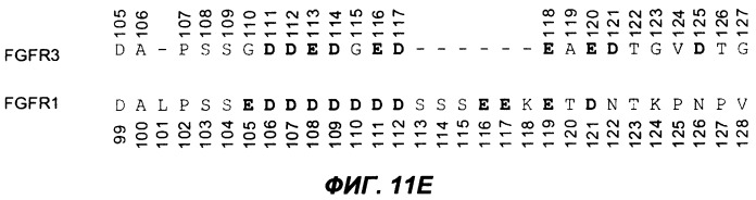 Мутеины кислотной зоны внеклеточного домена рецептора фактора роста фибробластов (патент 2509774)