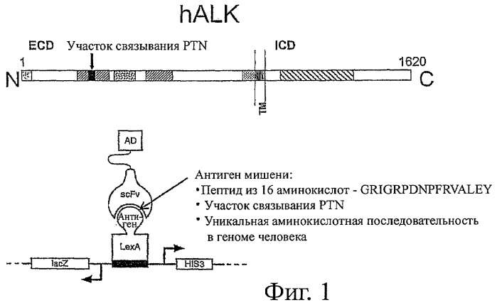 Антитела, связывающиеся с внеклеточным доменом тирозинкиназного рецептора (alk) (патент 2460540)