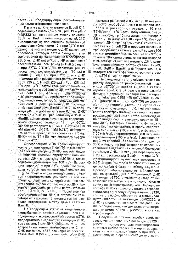 Рекомбинантная плазмидная днк pst20, кодирующая альфа- интерферон человека в растениях табака (патент 1751207)