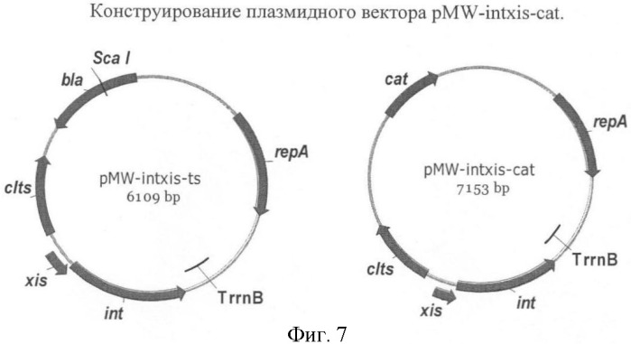 Бактерия, принадлежащая к роду pantoea, - продуцент l-аспартата или метаболита, являющегося производным l-аспартата, и способ получения l-аспартата или метаболита, являющегося производным l-аспартата (патент 2411289)