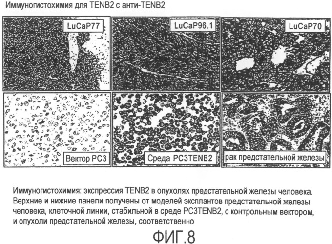 Антитела против tenb2, сконструированные с цистеином, и конъюгаты антитело - лекарственное средство (патент 2505544)