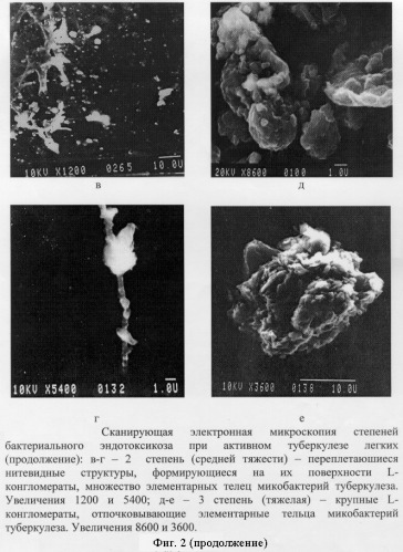 Способ прямой электронно-микроскопической диагностики степени тяжести бактериального эндотоксикоза при гнойно-некротических заболеваниях легких (патент 2291431)